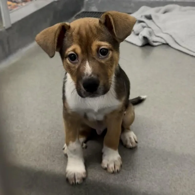 A baby medium-sized male Brown / Chocolate Cattle Dog dog named Journee for adoption in Pittsburgh, PA