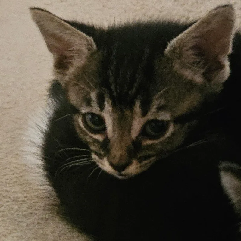 A baby small-sized male Brown / Chocolate Domestic Short Hair cat named Martin for adoption in Huntsville, AL