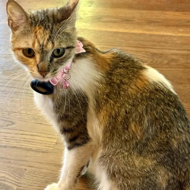 An adult medium-sized female Calico Domestic Short Hair cat named Korra for adoption in Yucca Valley, CA