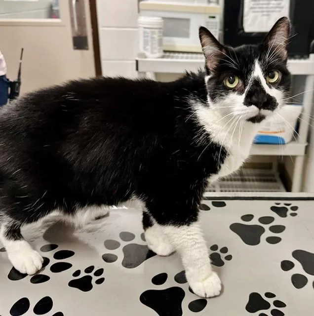An adult medium-sized male Domestic Short Hair cat named Linen for adoption in Derwood, MD