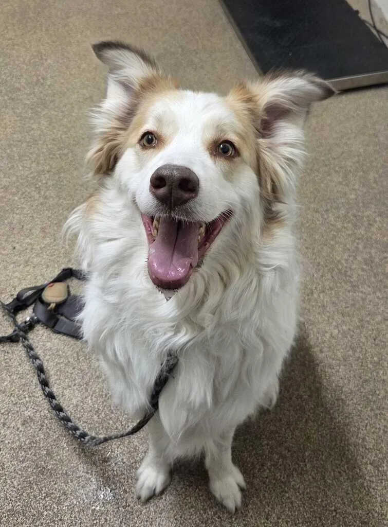 Koda