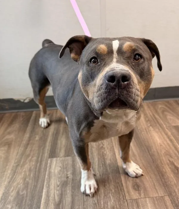 An adult large-sized female Pit Bull Terrier dog named Natasha for adoption in San Diego, CA