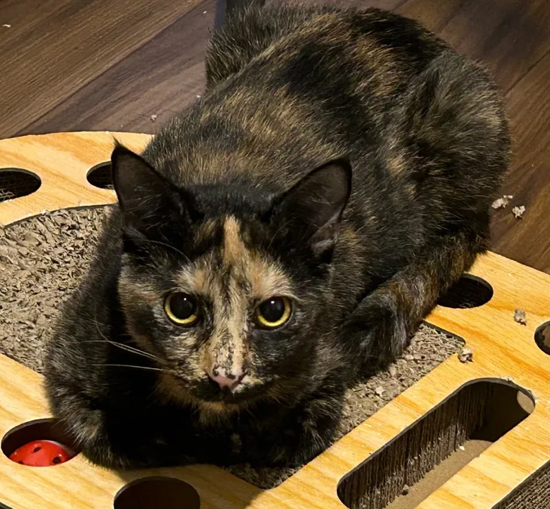 Esmerelda thumbnail 5