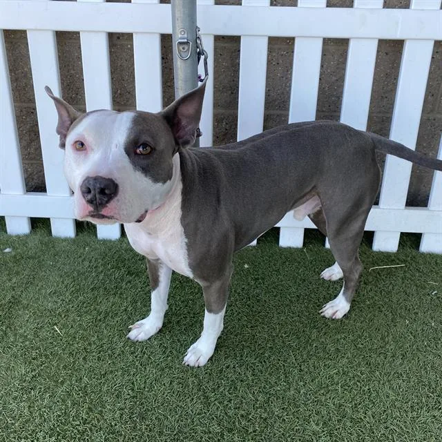 A young large-sized male Pit Bull Terrier dog named Bender for adoption in Modesto, CA