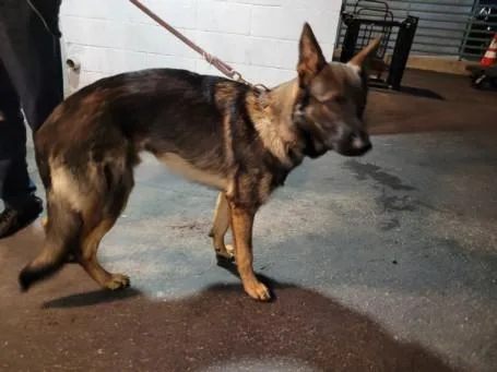 A young large-sized male German Shepherd Dog dog named Audrich for adoption in Los Angeles, CA