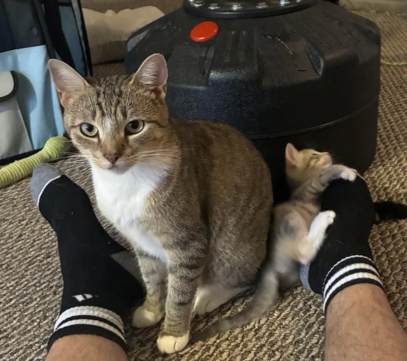 A young medium-sized female Domestic Short Hair cat named Mama Sweet Pea for adoption in Telford, PA