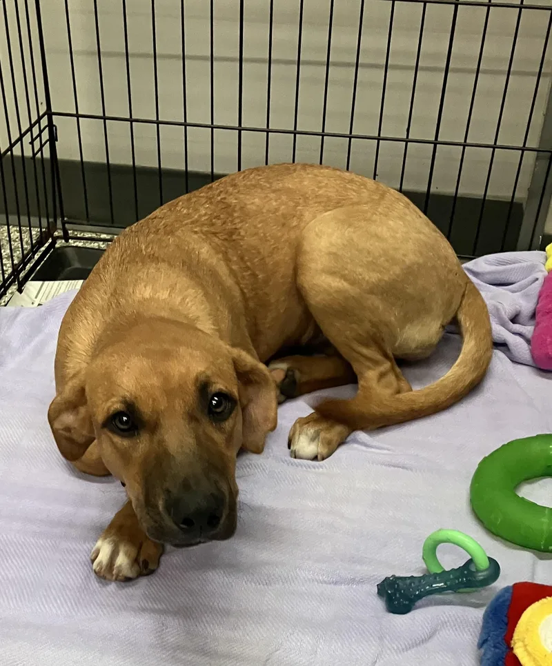A baby medium-sized female Yellow / Tan / Blond / Fawn Hound dog named LeBelle for adoption in Parma, OH