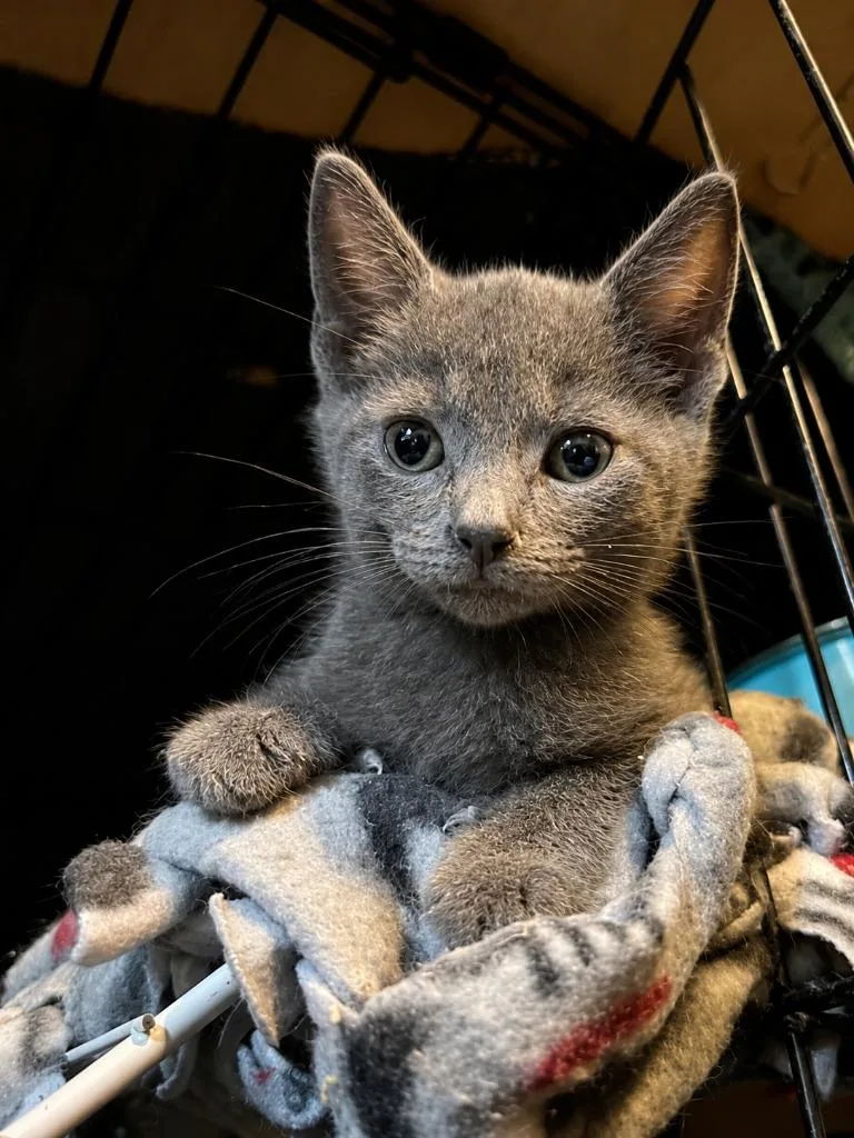 A baby medium-sized male Domestic Short Hair cat named Rock for adoption in Parkville, MD