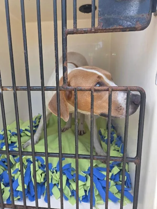 An adult medium-sized female White / Cream Mixed Breed dog named Lilac for adoption in Mobile, AL