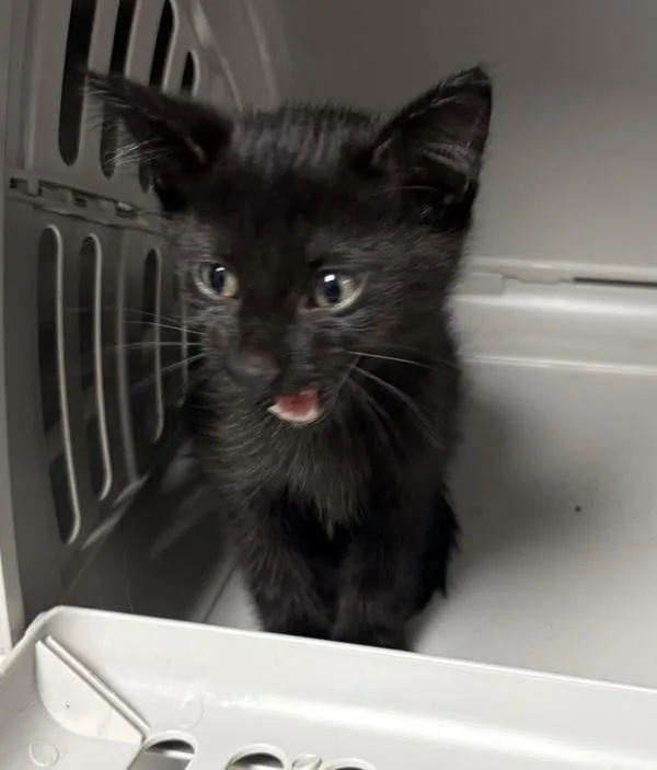 A baby small-sized male Domestic Short Hair cat named If Loui for adoption in Lawrenceville, GA