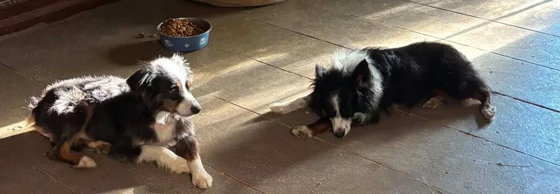 An adult small-sized male Tricolor (Brown, Black, & White) Australian Shepherd dog named Andy and Ellie for adoption in Andover, MA