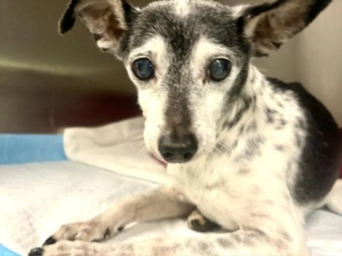 A senior small-sized male Rat Terrier dog named Bodie for adoption in Los Angeles, CA