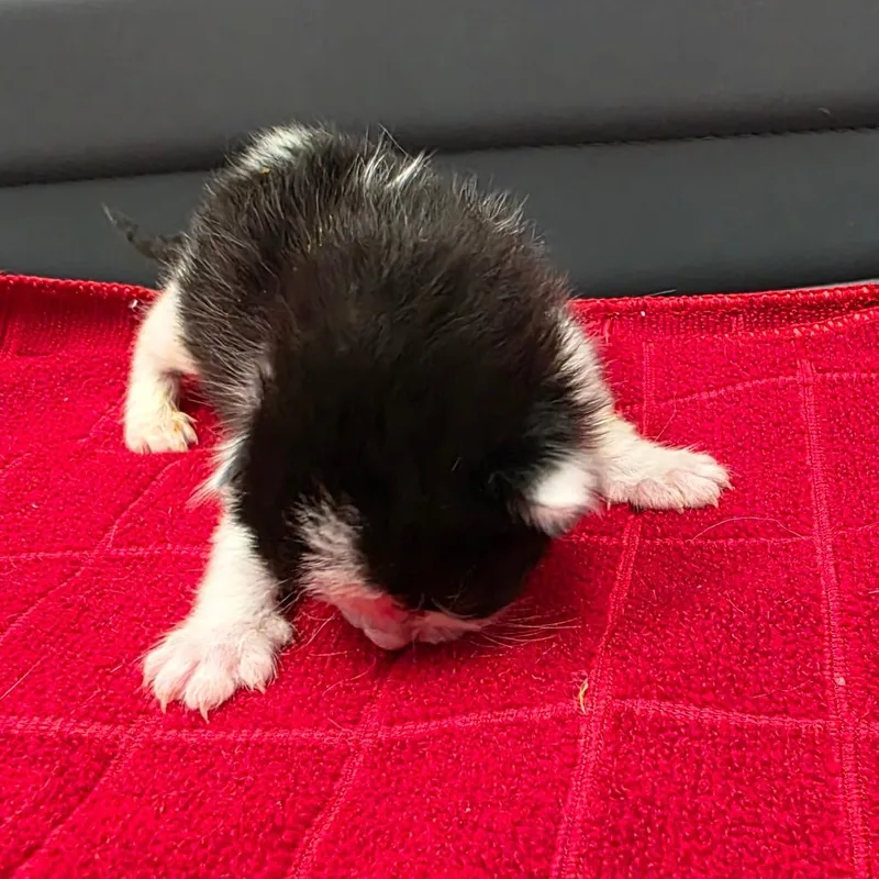 A baby small-sized female Black Domestic Short Hair cat named Limerick for adoption in Jupiter, FL