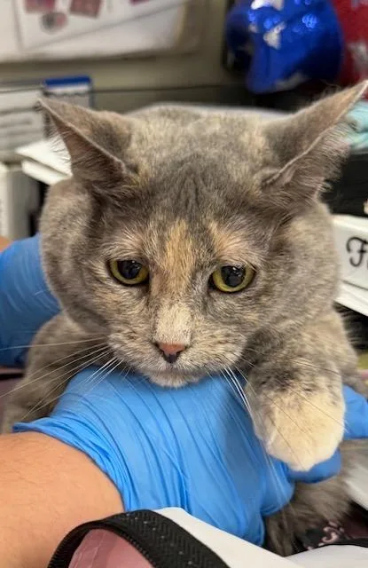 A senior small-sized female Domestic Short Hair cat named Zoey Lynn for adoption in Sherwood, AR