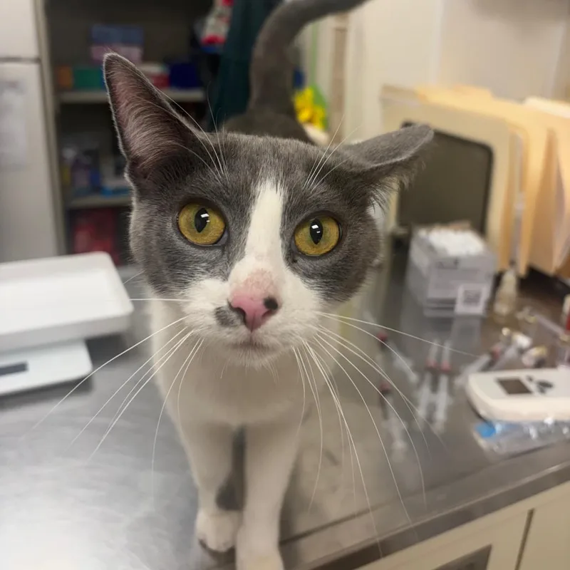 A young medium-sized female Gray / Blue / Silver Domestic Short Hair cat named Wee Woo for adoption in Pekin, IL