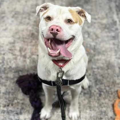 A young large-sized male Mixed Breed dog named Hairy for adoption in Janesville, WI
