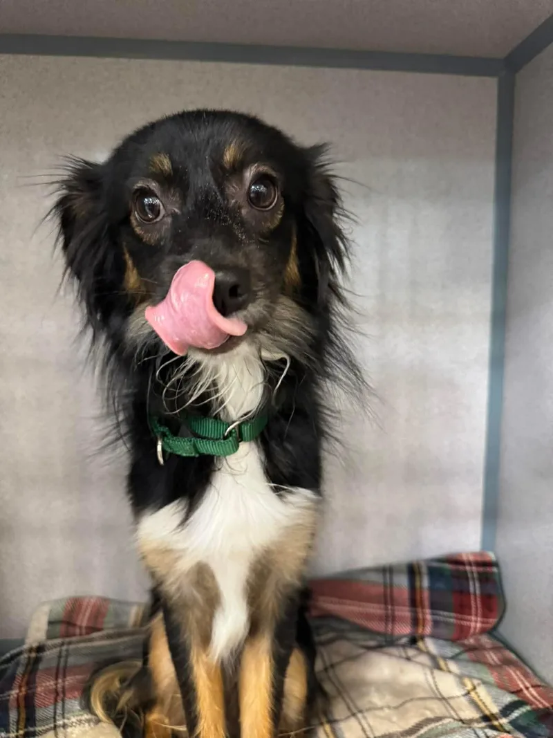 A young medium-sized male Mixed Breed dog named Lucky for adoption in Ridgefield, CT
