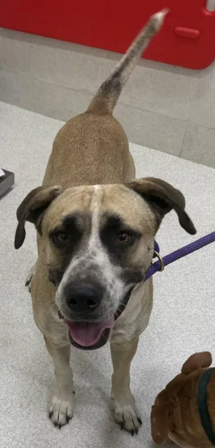 An adult large-sized male Mixed Breed dog named Clyde for adoption in Honolulu, HI
