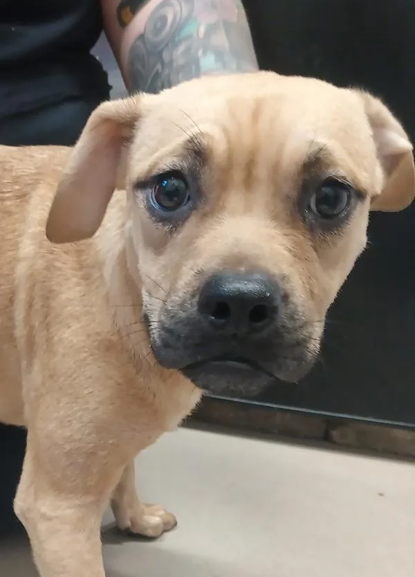 A young medium-sized female Pit Bull Terrier dog named Thorn for adoption in El Cajon, CA