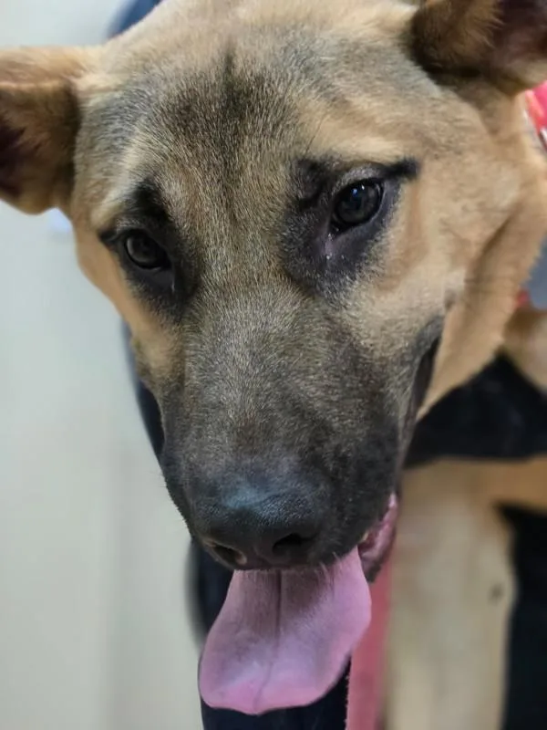 A young large-sized female German Shepherd Dog dog named Saturn for adoption in Kennewick, WA