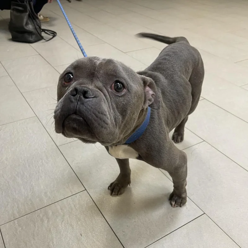 A baby small-sized male Gray / Blue / Silver Mixed Breed dog named Rex for adoption in Newark, NJ