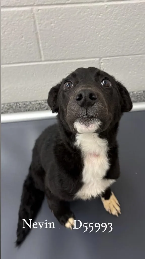 A baby small-sized male Feist dog named Nevin for adoption in Clarksville, TN