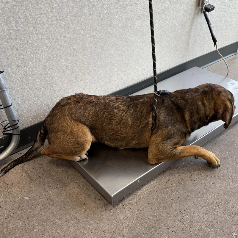 Commando thumbnail 2