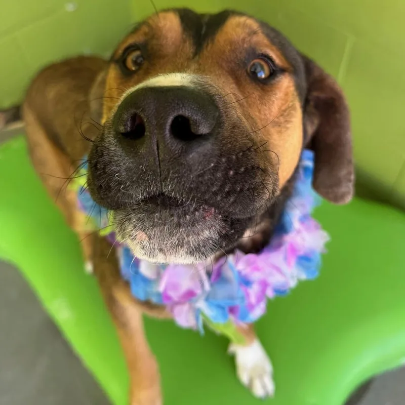 Commando thumbnail 3