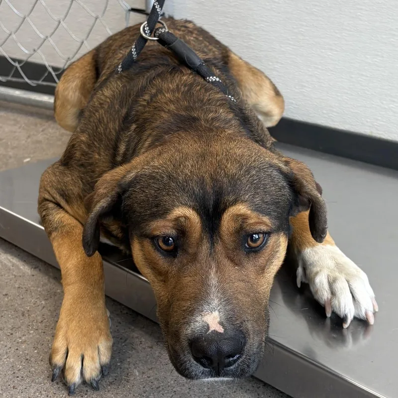 Commando thumbnail 4