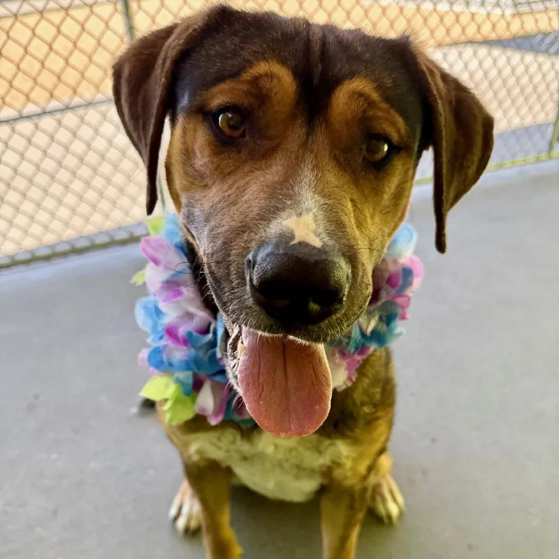 Commando thumbnail 5