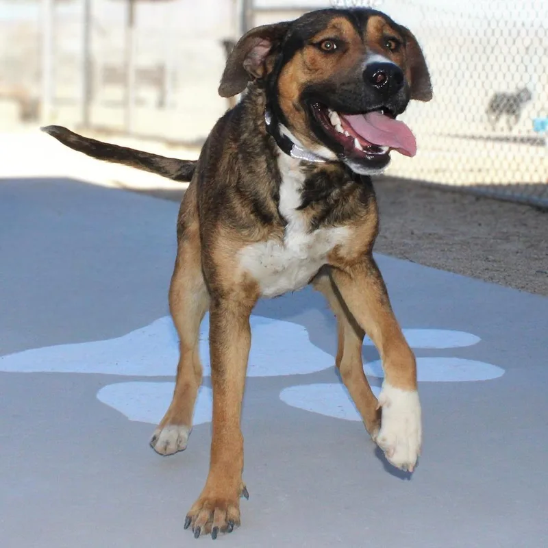 Commando thumbnail 6