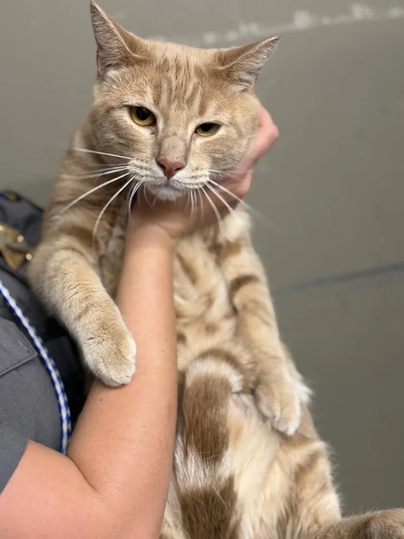 An adult medium-sized male Tabby (Orange / Red) Domestic Short Hair cat named Stanley for adoption in Oakdale, CA