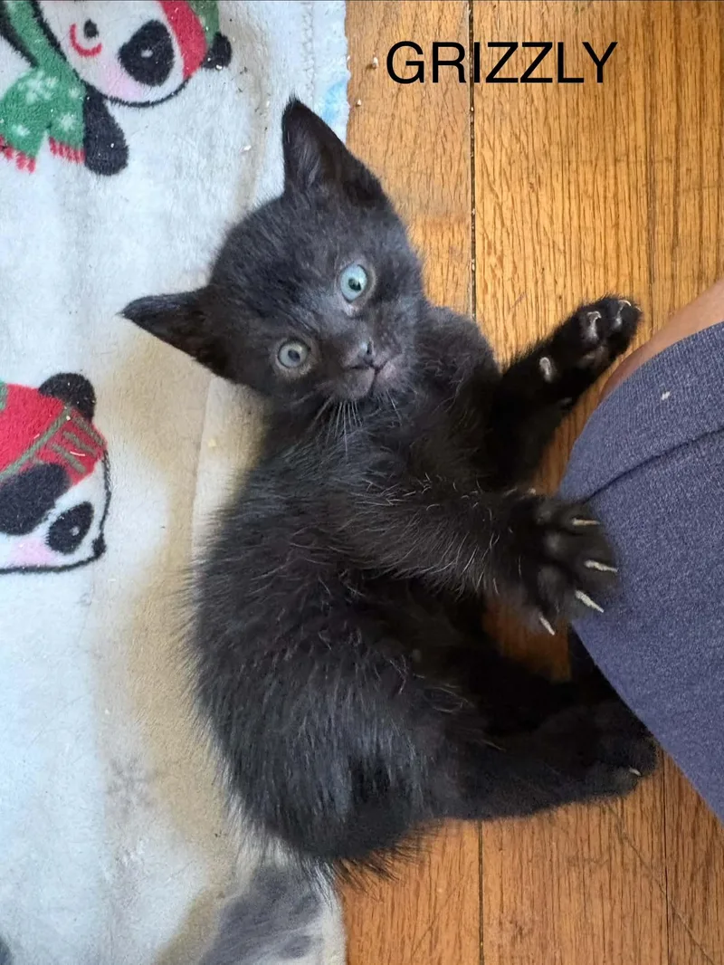 A baby medium-sized female Domestic Short Hair cat named Grizzly for adoption in Westfield, MA