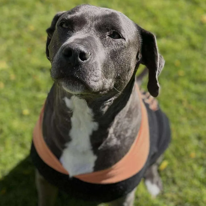A senior large-sized female Pit Bull Terrier dog named Dot for adoption in Nampa, ID