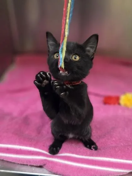 A baby small-sized female Domestic Short Hair cat named Prue for adoption in Westland, MI