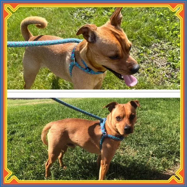An adult small-sized male Red / Chestnut / Orange Chihuahua dog named Caramel for adoption in Buckhannon, WV