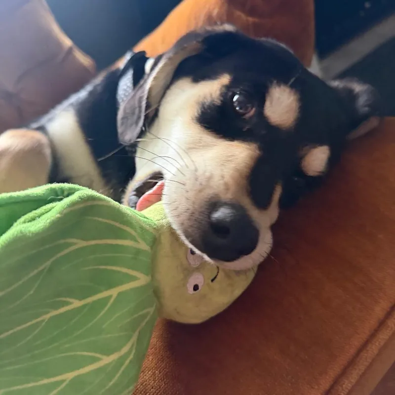 Sebastian thumbnail 2