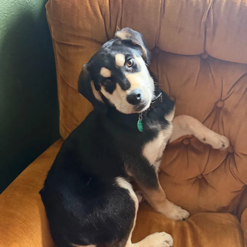 Sebastian thumbnail 3