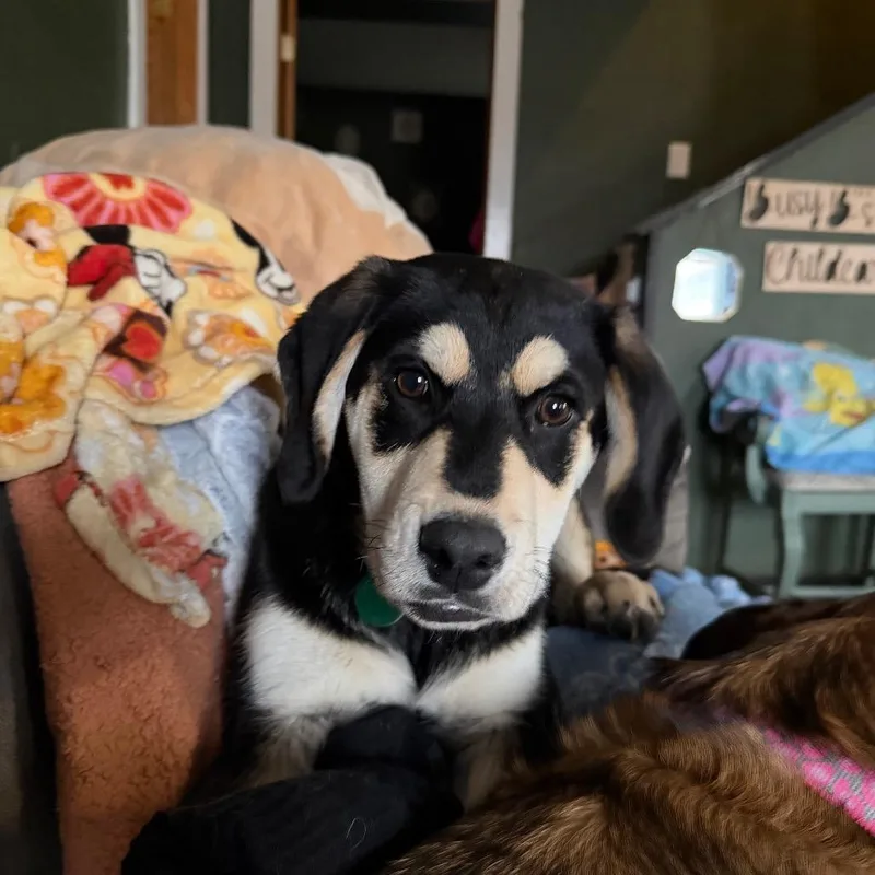 Sebastian thumbnail 4