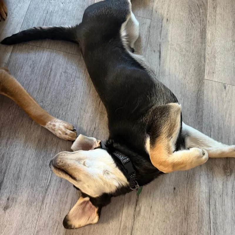 Sebastian thumbnail 5