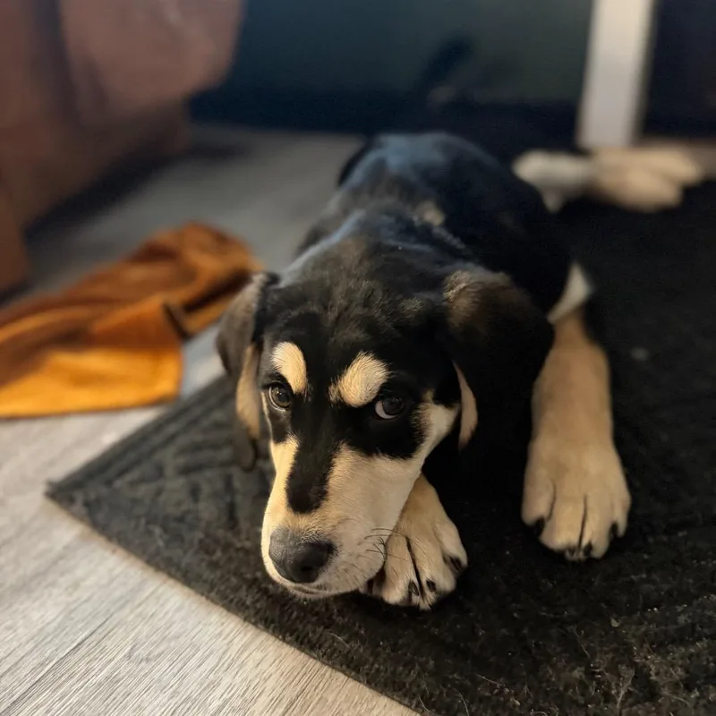 Sebastian thumbnail 6