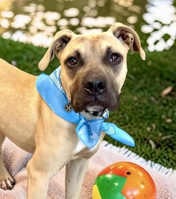 A young medium-sized male Apricot / Beige Boxer dog named Barley for adoption in Perry, IA