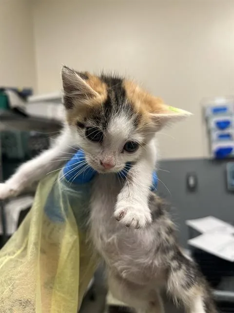 A baby small-sized female Domestic Medium Hair cat named Katia for adoption in Las Vegas, NV