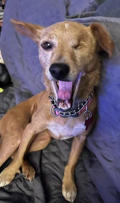 An adult small-sized female Chihuahua dog named Chispita for adoption in San Diego, CA