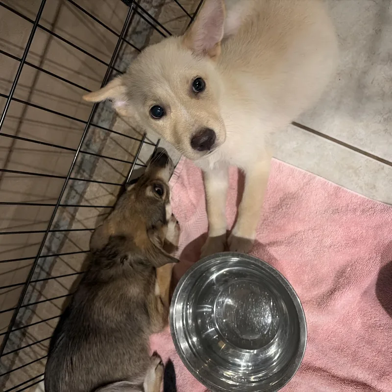 A baby medium-sized female German Shepherd Dog dog named Palmer for adoption in Sumter, SC