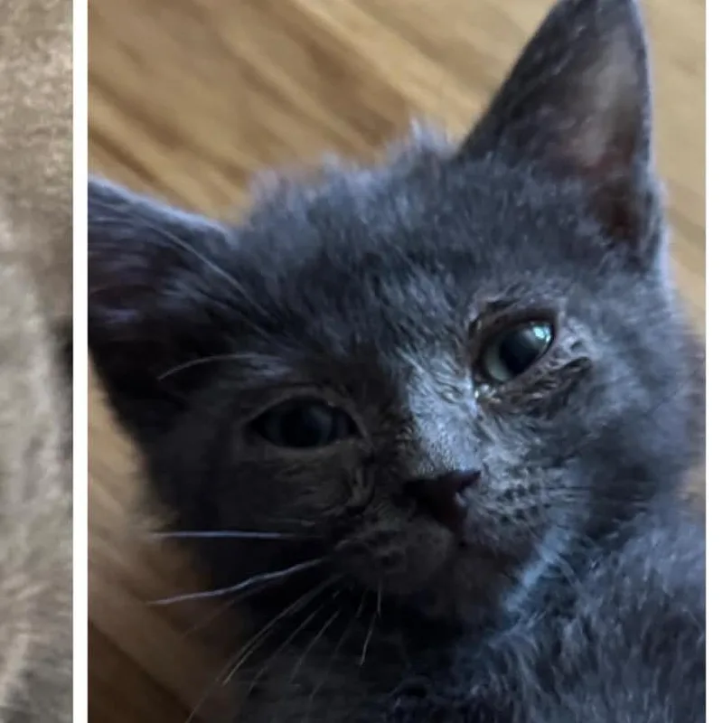 A baby medium-sized male Domestic Short Hair cat named Theo for adoption in Richmond, MO