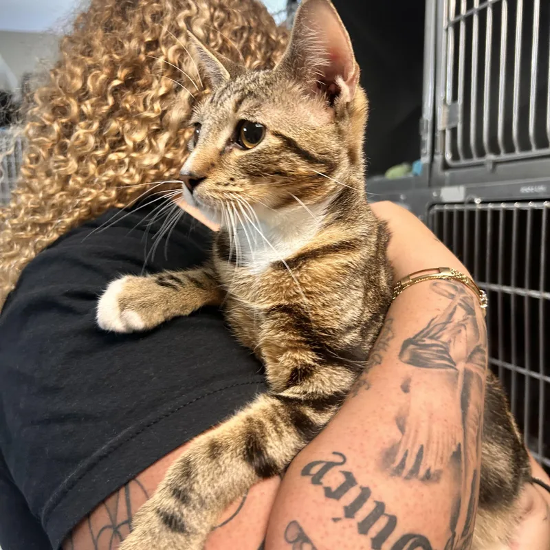 A young medium-sized male Tabby (Brown / Chocolate) Domestic Short Hair cat named Shake for adoption in Myerstown, PA