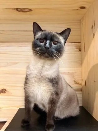 An adult small-sized female Domestic Short Hair cat named Mj for adoption in St. Anne, IL