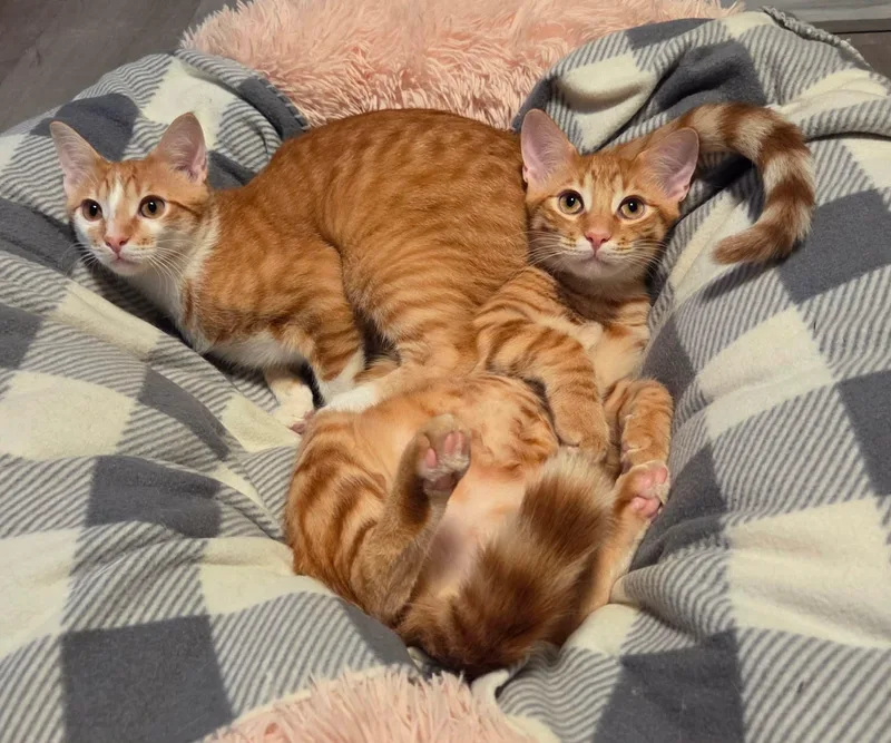 A baby medium-sized male Orange & White Domestic Short Hair cat named Spike & Gizmo for adoption in Evanston, IL
