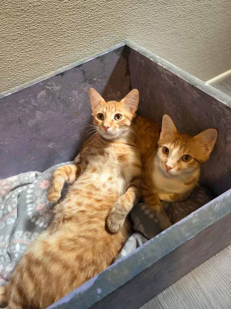 Spike & Gizmo thumbnail 3